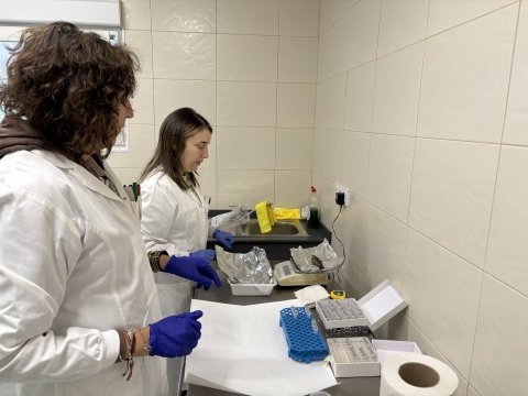 Processing of adult brown trout (age 1+)